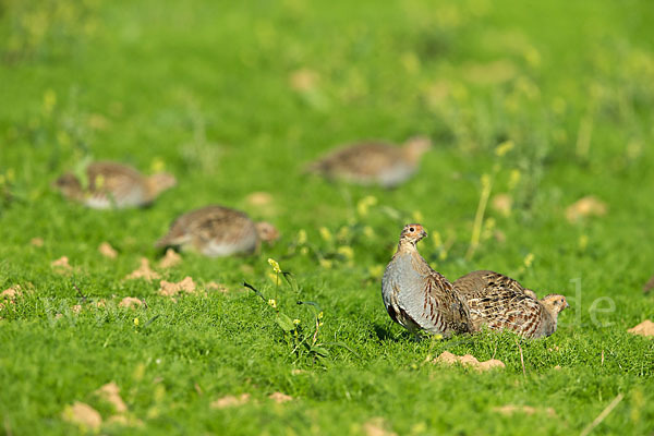 Rebhuhn (Perdix perdix)