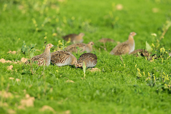 Rebhuhn (Perdix perdix)