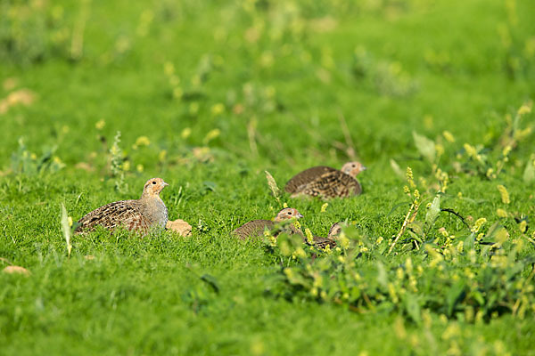 Rebhuhn (Perdix perdix)