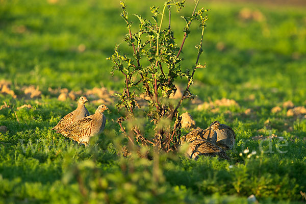 Rebhuhn (Perdix perdix)