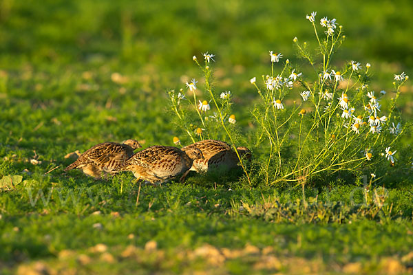 Rebhuhn (Perdix perdix)