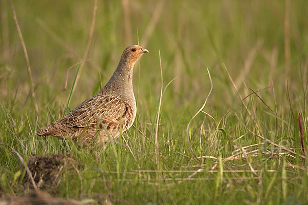 Rebhuhn (Perdix perdix)