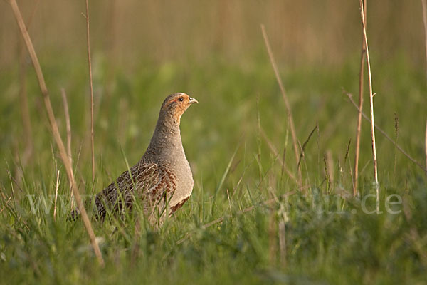 Rebhuhn (Perdix perdix)