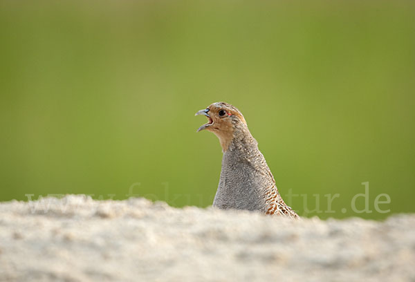 Rebhuhn (Perdix perdix)