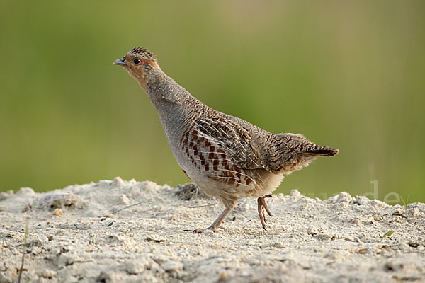 Rebhuhn (Perdix perdix)