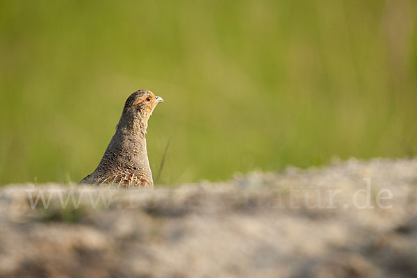 Rebhuhn (Perdix perdix)