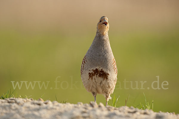 Rebhuhn (Perdix perdix)