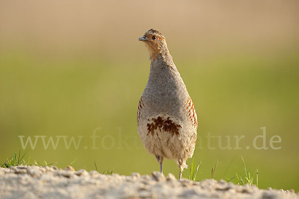Rebhuhn (Perdix perdix)