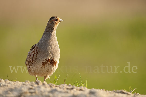 Rebhuhn (Perdix perdix)