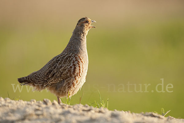 Rebhuhn (Perdix perdix)