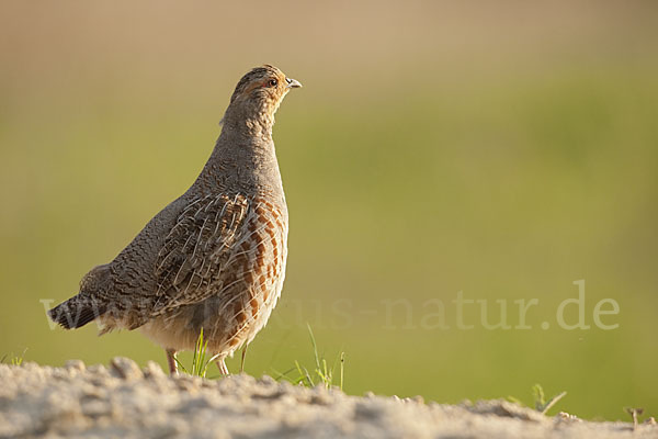 Rebhuhn (Perdix perdix)