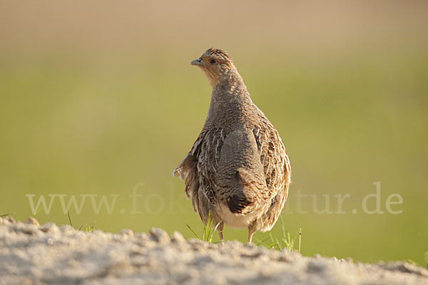 Rebhuhn (Perdix perdix)