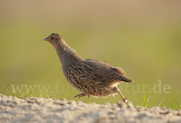 Rebhuhn (Perdix perdix)