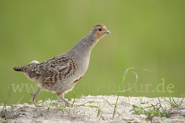 Rebhuhn (Perdix perdix)