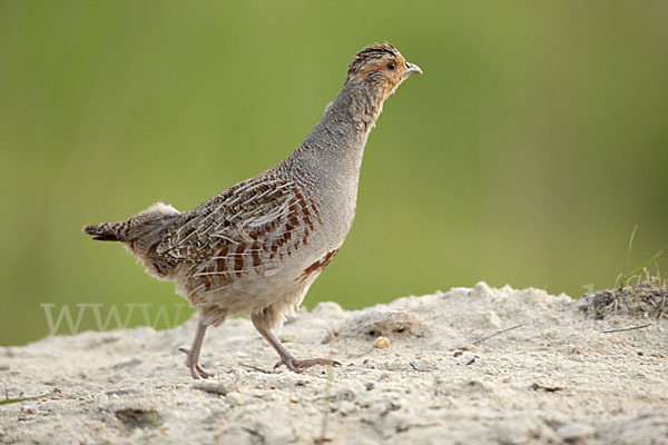 Rebhuhn (Perdix perdix)