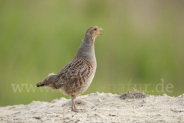 Rebhuhn (Perdix perdix)