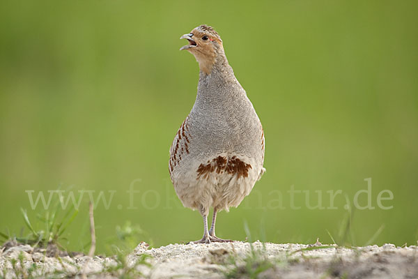 Rebhuhn (Perdix perdix)