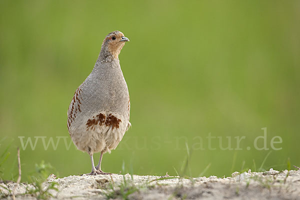 Rebhuhn (Perdix perdix)