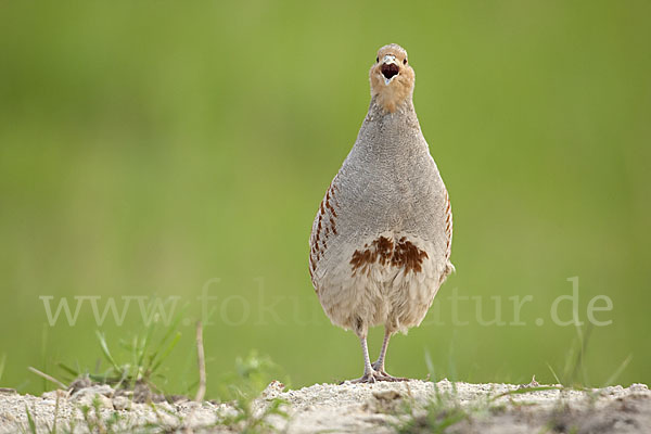 Rebhuhn (Perdix perdix)