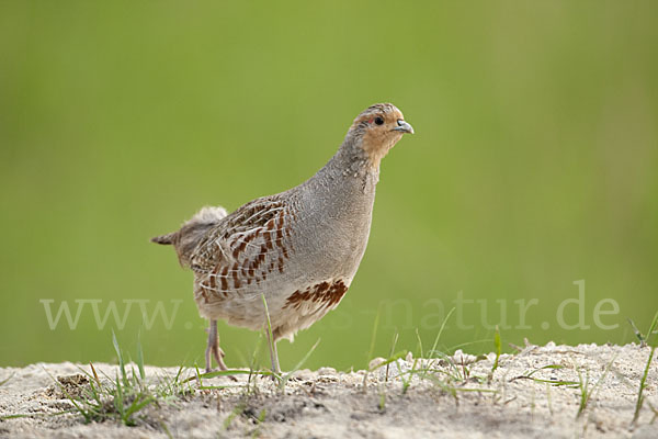 Rebhuhn (Perdix perdix)