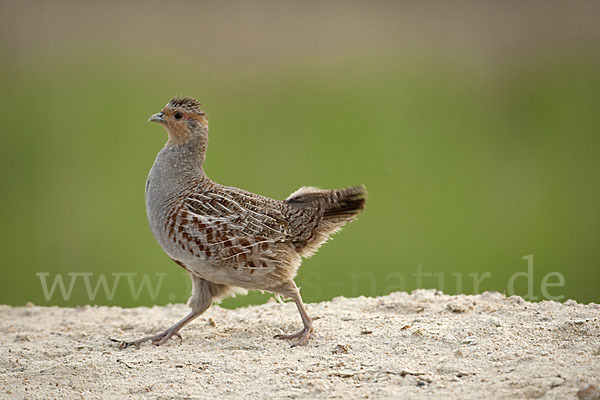 Rebhuhn (Perdix perdix)