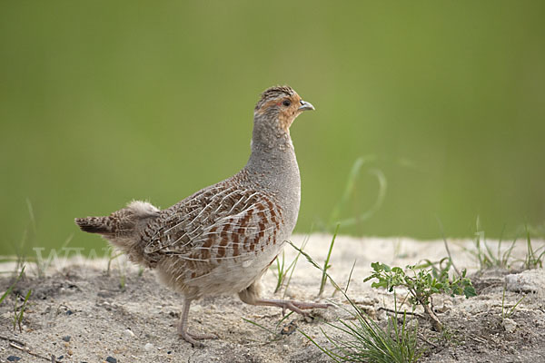 Rebhuhn (Perdix perdix)