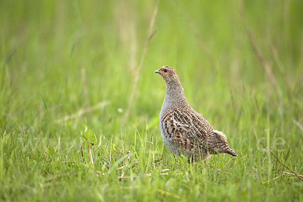 Rebhuhn (Perdix perdix)