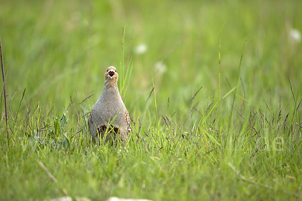 Rebhuhn (Perdix perdix)