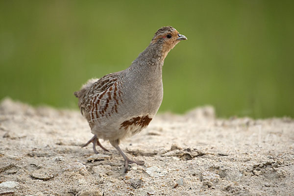 Rebhuhn (Perdix perdix)