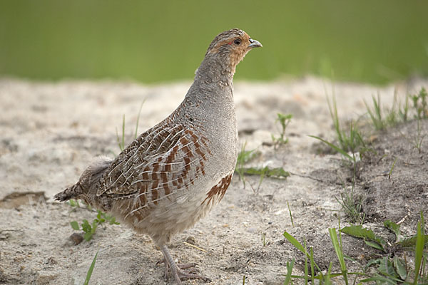 Rebhuhn (Perdix perdix)