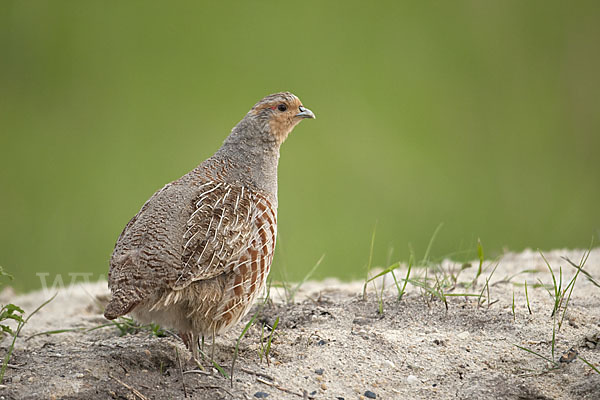 Rebhuhn (Perdix perdix)