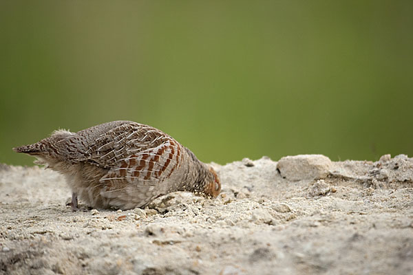 Rebhuhn (Perdix perdix)