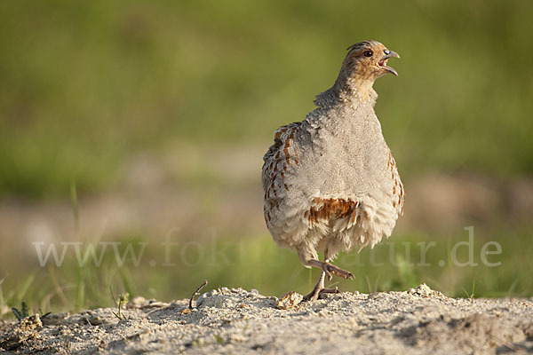 Rebhuhn (Perdix perdix)