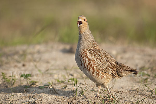 Rebhuhn (Perdix perdix)