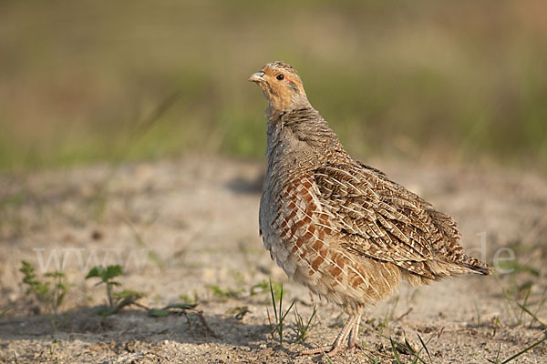 Rebhuhn (Perdix perdix)