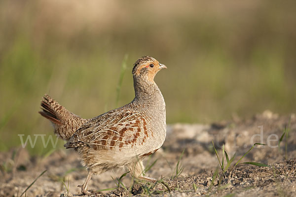 Rebhuhn (Perdix perdix)