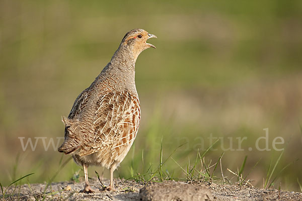 Rebhuhn (Perdix perdix)