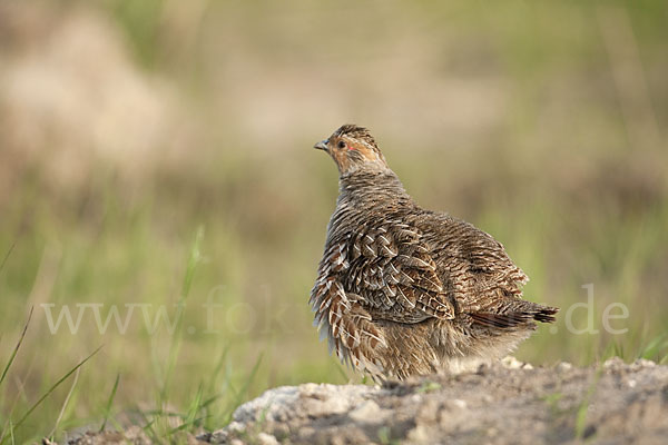 Rebhuhn (Perdix perdix)