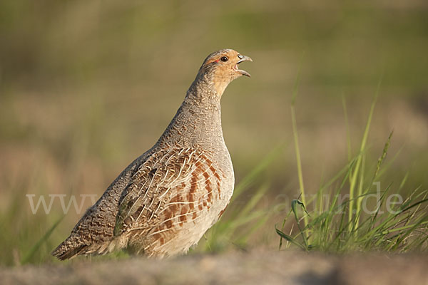 Rebhuhn (Perdix perdix)