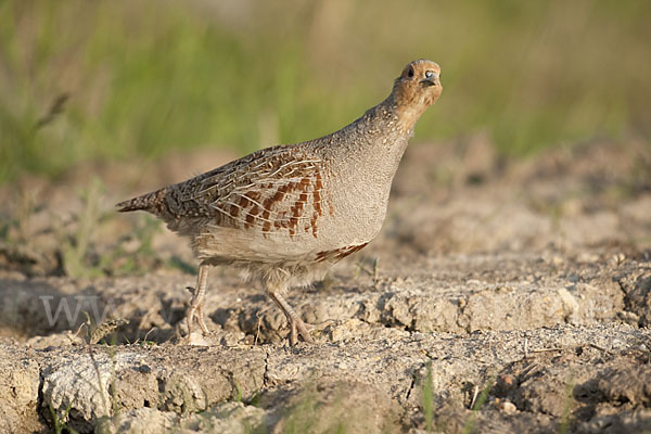 Rebhuhn (Perdix perdix)