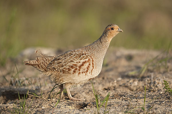 Rebhuhn (Perdix perdix)