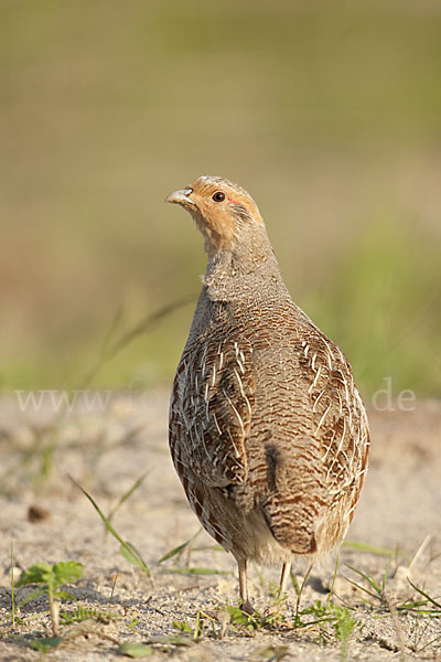 Rebhuhn (Perdix perdix)