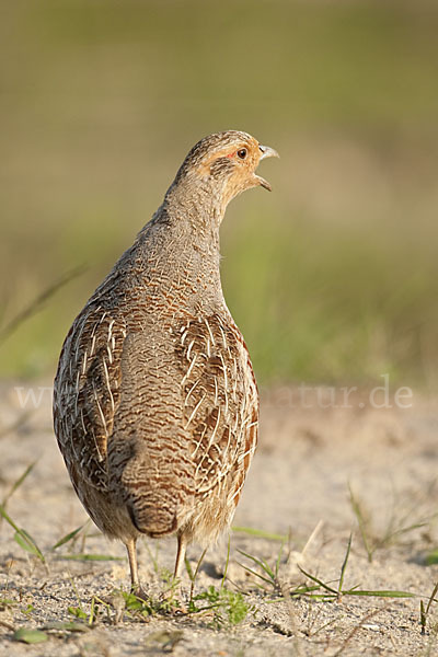 Rebhuhn (Perdix perdix)