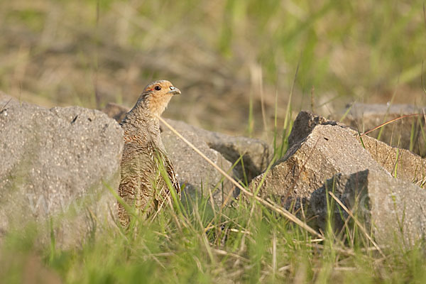 Rebhuhn (Perdix perdix)