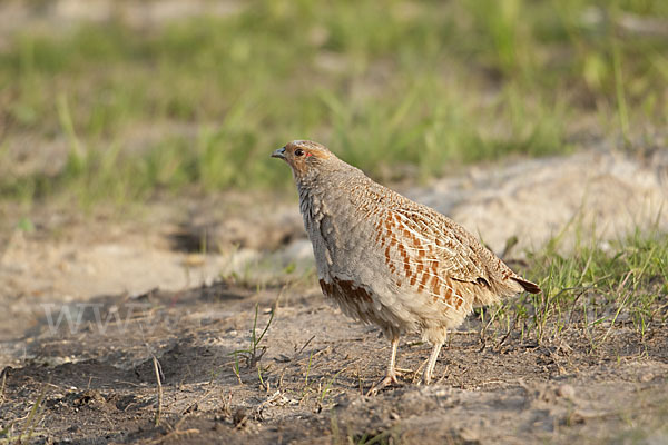 Rebhuhn (Perdix perdix)