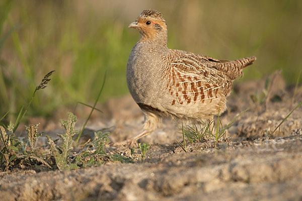 Rebhuhn (Perdix perdix)