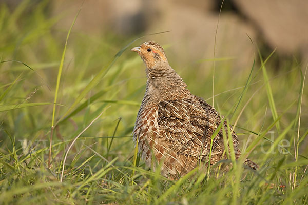 Rebhuhn (Perdix perdix)