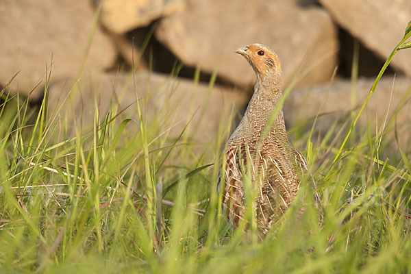 Rebhuhn (Perdix perdix)