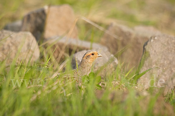 Rebhuhn (Perdix perdix)