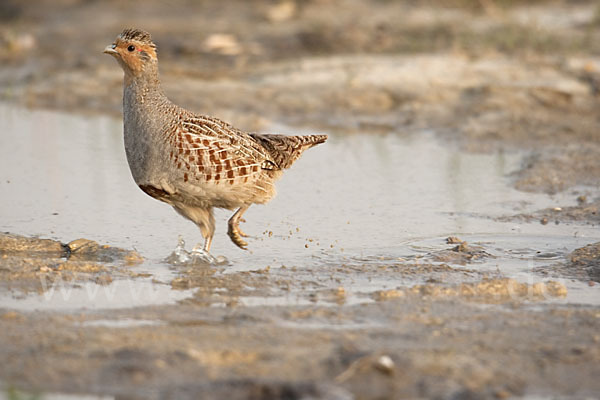 Rebhuhn (Perdix perdix)